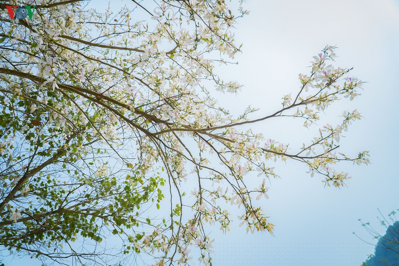 ngay ngat mua ban no o dien bien hinh 9