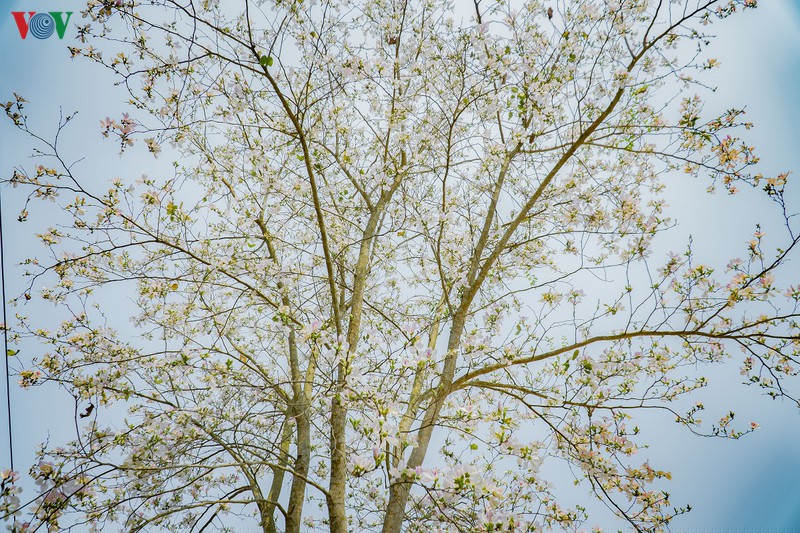 ngay ngat mua ban no o dien bien hinh 14