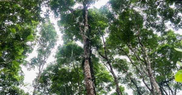 Rừng gỗ lim “độc nhất vô nhị” của lão nông Hà Tĩnh