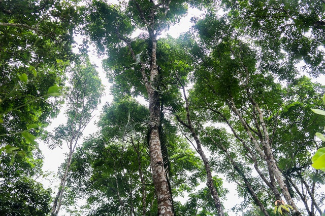 Những khóm lim chừng 5 đến 10 cây chụm lại với nhau sừng sững