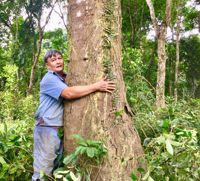 Ông Sơn ôm cây lim có tuổi đời hơn 40 năm, đường kính thân cây gần 1m
