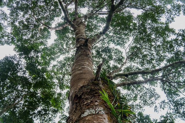 Rừng lim là thành quả ngọt ngào mà ông có được sau hàng chục năm cặm cụi