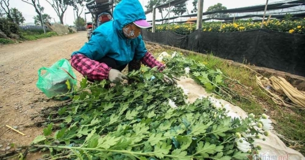 Tai họa ngày cận Tết, cả làng hoa Hà Nội 