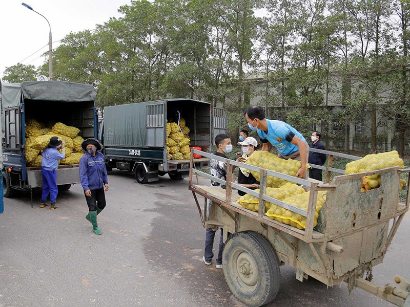 Khoai tây của nông dân Quảng Ninh được chuyển lên các xe tải trung chuyển để đưa về các địa chỉ tiêu thụ. Ảnh: Cổng TTĐT Quảng Ninh