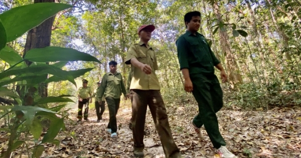 Theo chân cán bộ bảo vệ rừng kiểm đếm hàng ngàn cây gỗ Trắc vào đầu Xuân