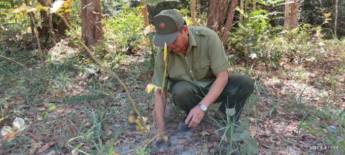 Rễ của cây gỗ Trắc vươn xa ra hướng có nhiều ánh nắng và từ đó, những chồi Trắc mọc lên, bắt đầu cho một hành trình tái sinh.