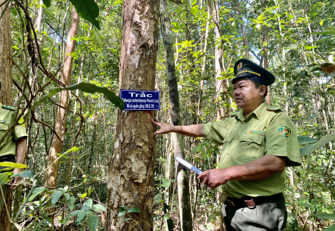 &Ocirc;ng Lưu Ngọc T&acirc;n, Hạt ph&oacute; Hạt Kiểm l&acirc;m huyện Định Qu&aacute;n cho biết, do địa b&agrave;n rộng lớn, lại tiếp gi&aacute;p với khu vực d&acirc;n cư n&ecirc;n &aacute;p lực từ việc x&acirc;m lấn rất lớn n&ecirc;n việc bảo vệ rừng đ&ograve;i hỏi phải s&aacute;t sao hơn những khu vực kh&aacute;c.
