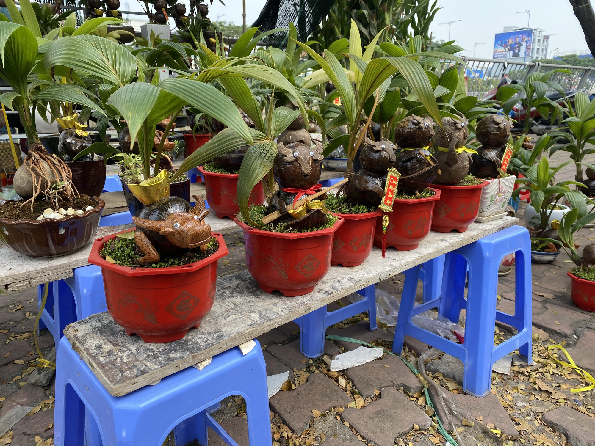 Kiểng trâu thu hút du khách - Ảnh 1. Kiểng trâu thu hút du khách - Ảnh 1.