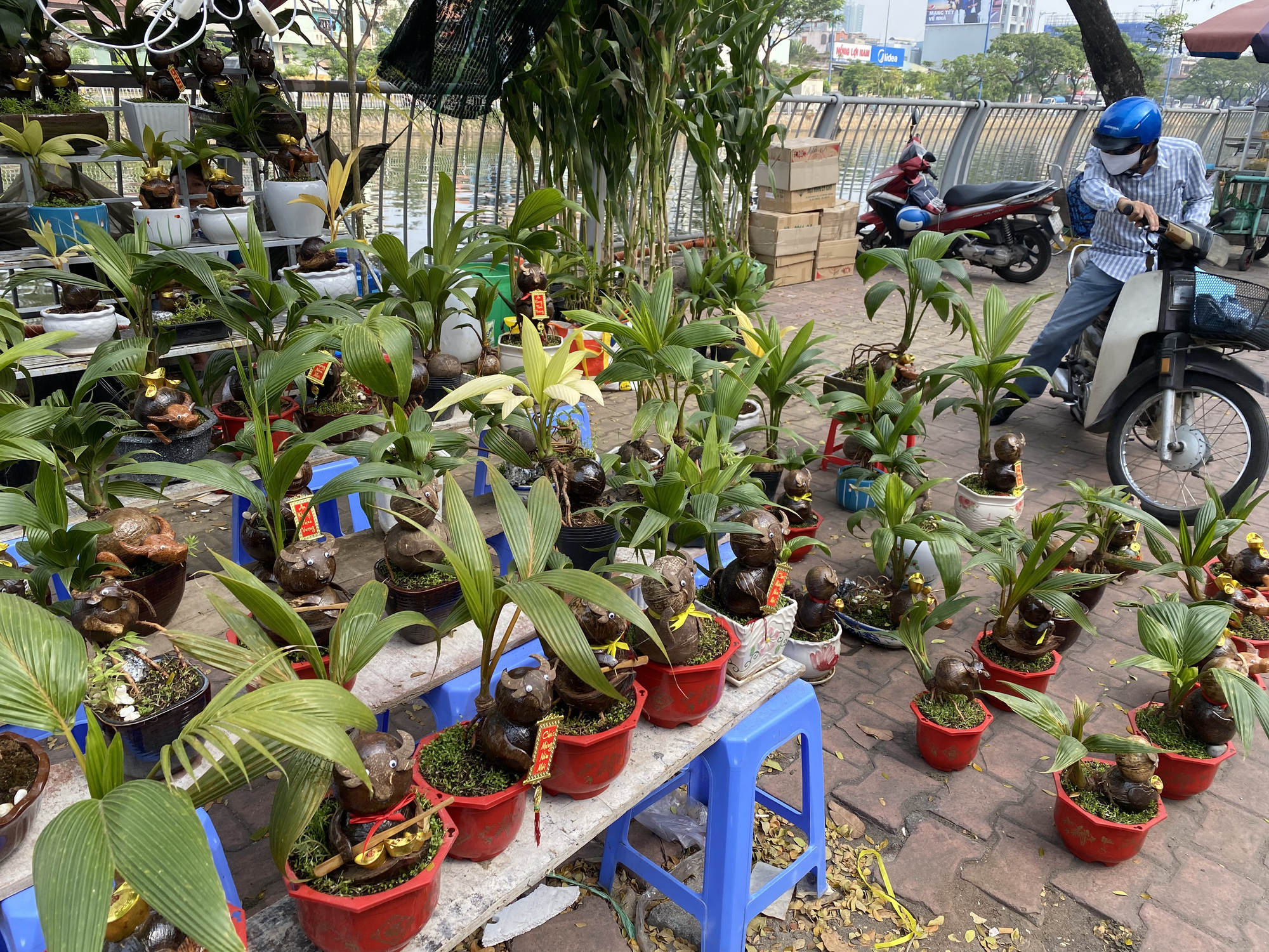 Kiểng trâu thu hút du khách - Ảnh 2. Kiểng trâu thu hút du khách - Ảnh 2.