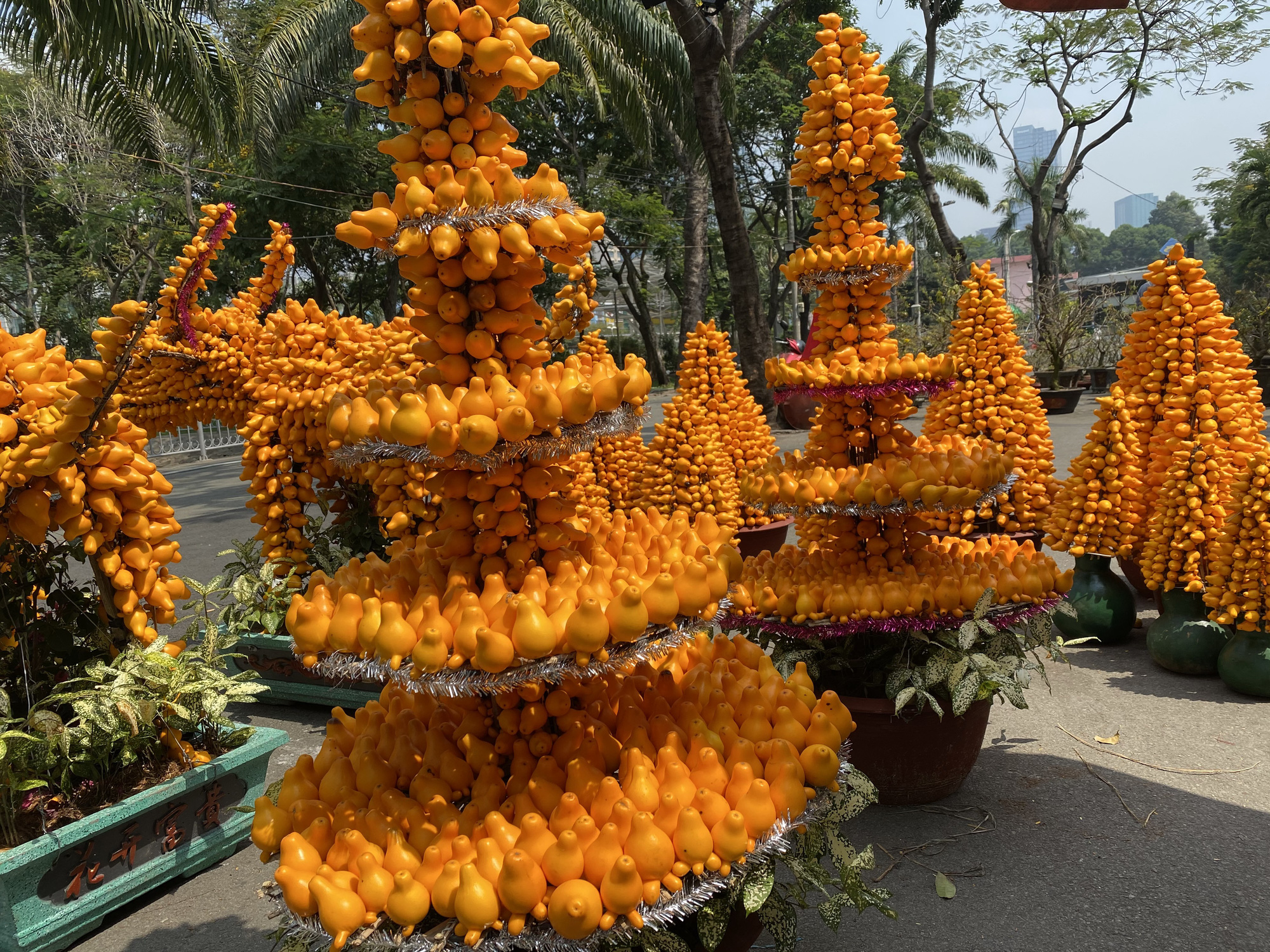 Kiểng trâu thu hút du khách - Ảnh 4. Kiểng trâu thu hút du khách - Ảnh 4.