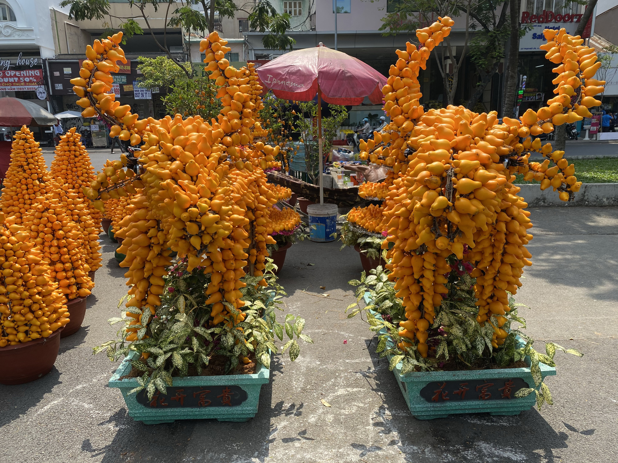 Kiểng trâu thu hút du khách - Ảnh 5. Kiểng trâu thu hút du khách - Ảnh 5.