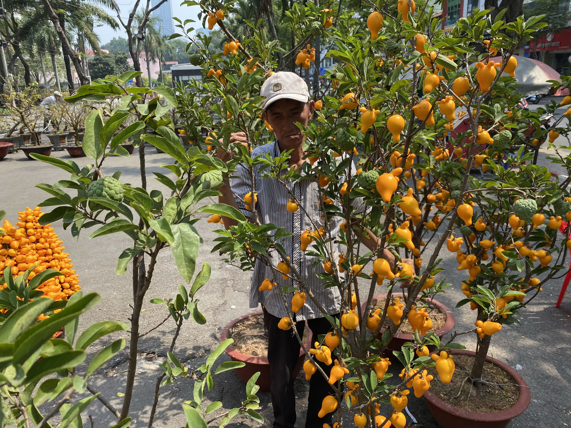 Kiểng trâu thu hút du khách - Ảnh 6. Kiểng trâu thu hút du khách - Ảnh 6.