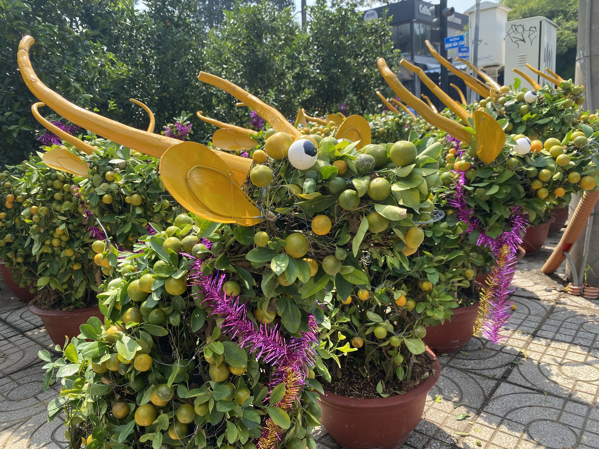 Kiểng trâu thu hút du khách - Ảnh 7. Kiểng trâu thu hút du khách - Ảnh 7.