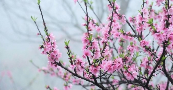 Chỉ đạo mới của Tổng cục Thi hành án dân sự trong thời gian nghỉ Tết