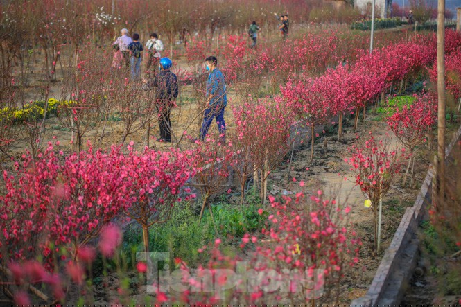 Đào bung nở, làng Nhật Tân nghẽn lối vào ngày cận Tết - ảnh 1
