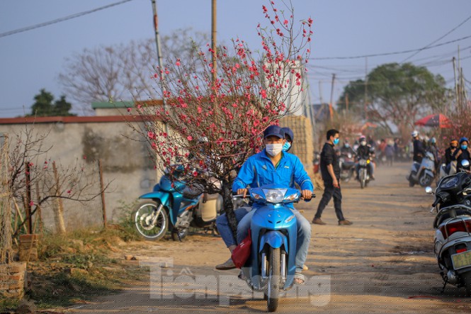 Đào bung nở, làng Nhật Tân nghẽn lối vào ngày cận Tết - ảnh 6