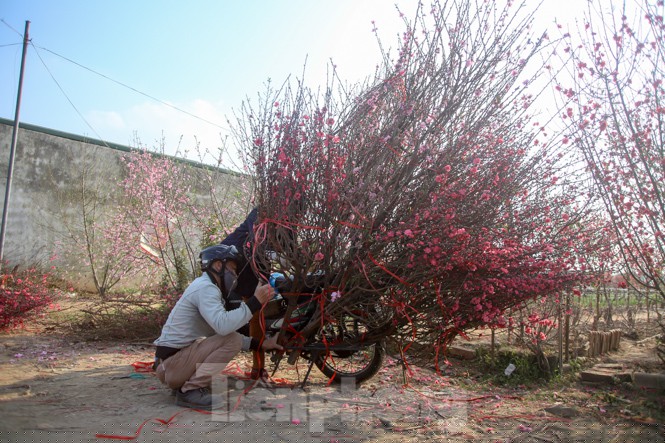 Đào bung nở, làng Nhật Tân nghẽn lối vào ngày cận Tết - ảnh 11
