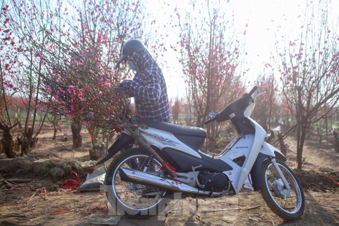 Đào bung nở, làng Nhật Tân nghẽn lối vào ngày cận Tết - ảnh 12