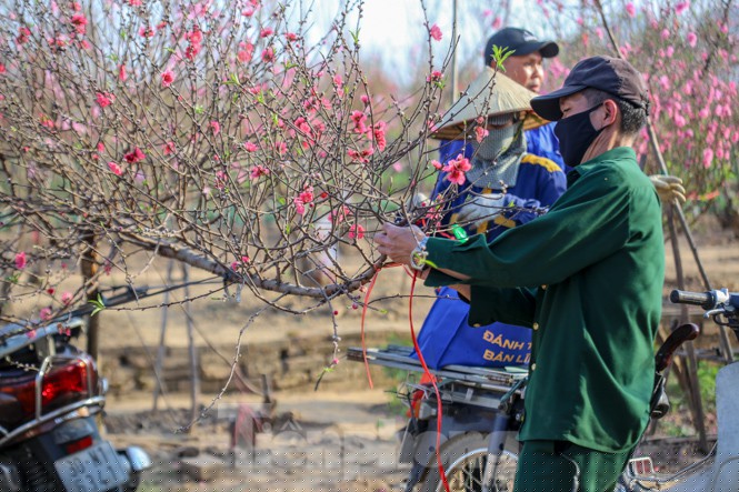 Đào bung nở, làng Nhật Tân nghẽn lối vào ngày cận Tết - ảnh 13