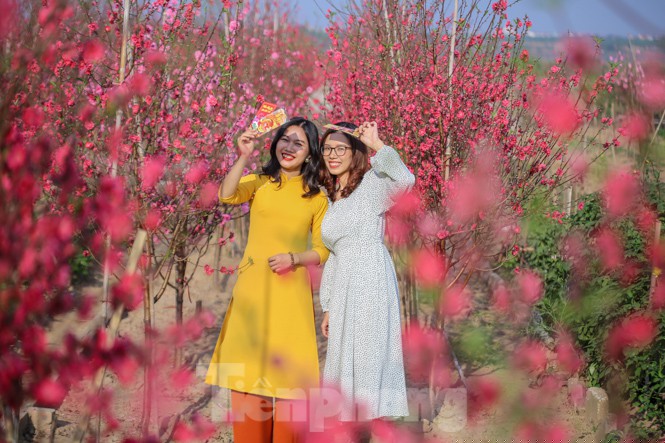 Đào bung nở, làng Nhật Tân nghẽn lối vào ngày cận Tết - ảnh 17