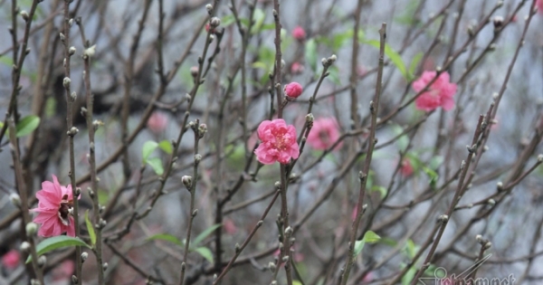 Giờ đẹp, hướng đẹp xuất hành đón tài lộc ngày mùng 1 Tết Tân Sửu