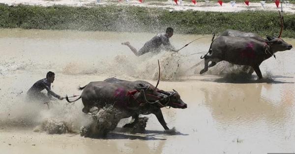 Tìm hiểu ý nghĩa của loài trâu, bò trong nền văn hóa nhân loại