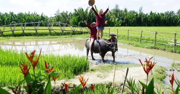 "Độc" nhất Hội An: Trang điểm, xịt nước hoa cho trâu... thu về đô la