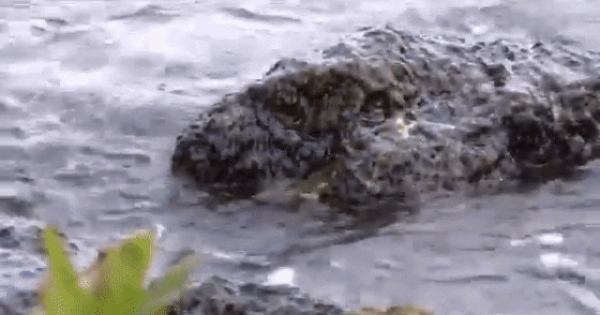 Sửng sốt khi phát hiện thấy "thủy quái" nước ngọt Amazon