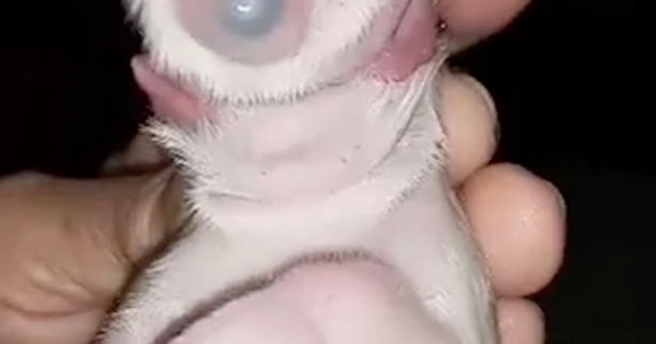 Phát hiện chú chó đột biến 1 mắt 2 lưỡi