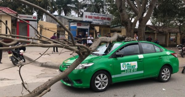 Tài xế và hành khách thoát nạn khi cành cây lớn đè bẹp taxi