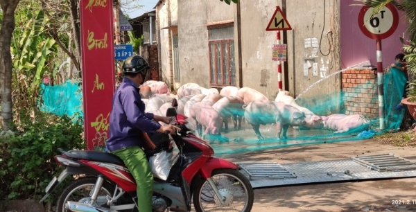 Lật xe ô tô, hàng trăm con heo chạy tán loạn