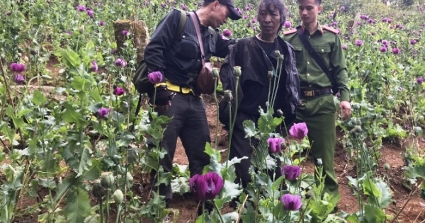 Lai Châu: Phát hiện gần 900 cây thuốc phiện được trồng trên rừng đầu nguồn