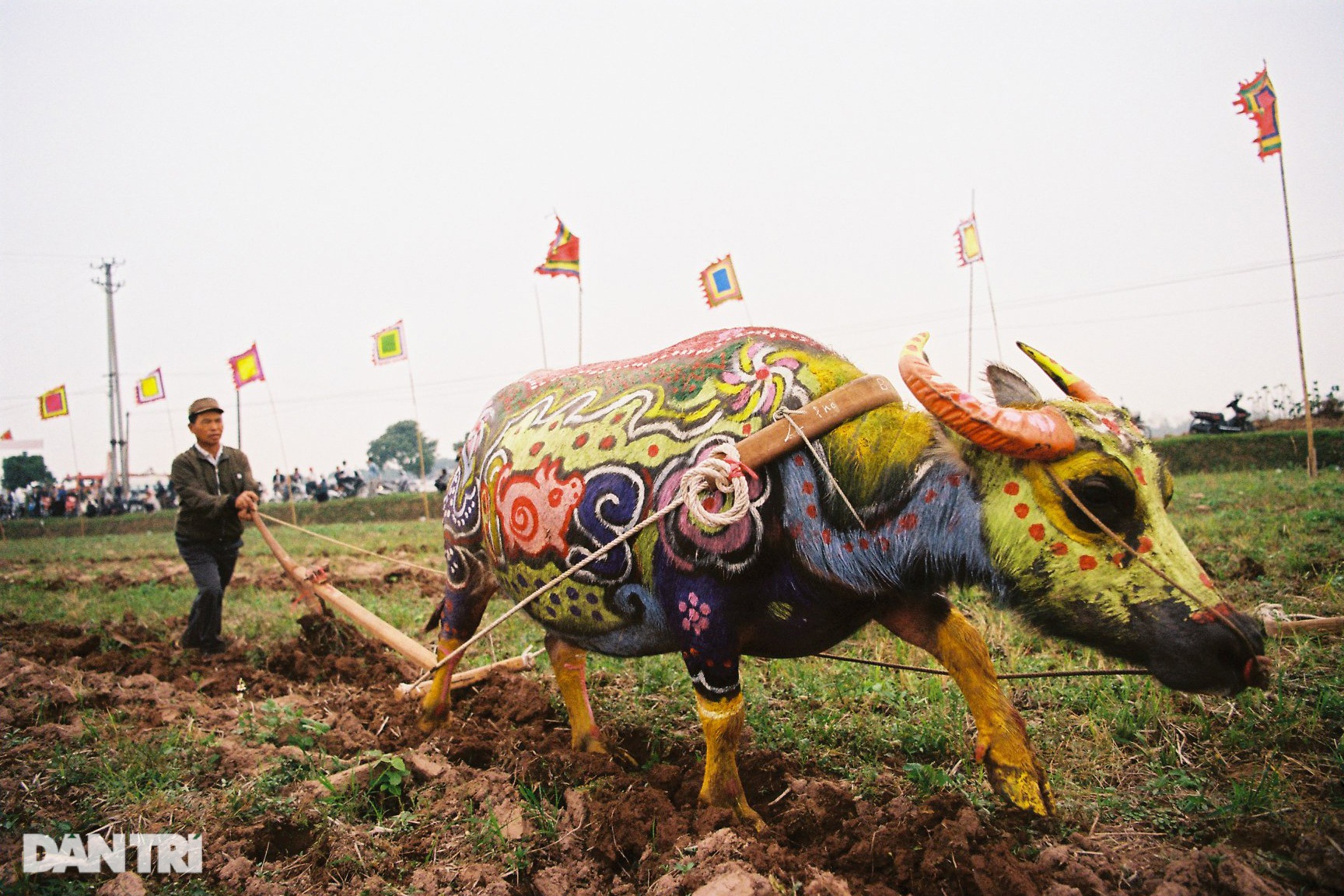Sau đó, người dân làng nô nức đưa trâu ra cày tại các thửa ruộng xung quanh.