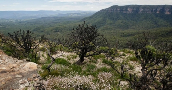 Độc đáo loài hoa chỉ xuất hiện sau những vụ cháy rừng