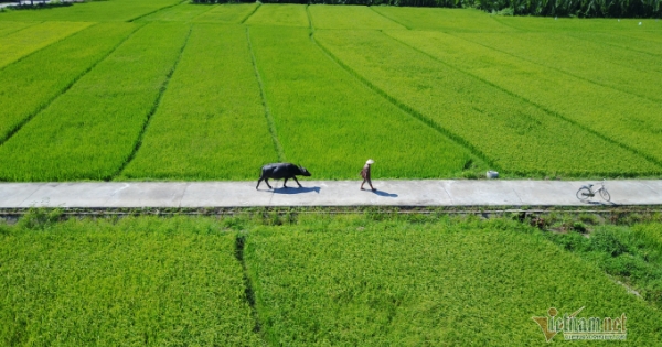 Rủ Tây ra đồng cưỡi trâu, dầm bùn phơi nắng... dân Hội An thu tiền đô