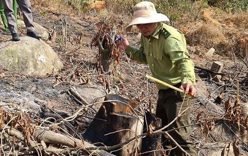 Phát hiện vụ phá rừng phòng hộ ở Lâm Đồng