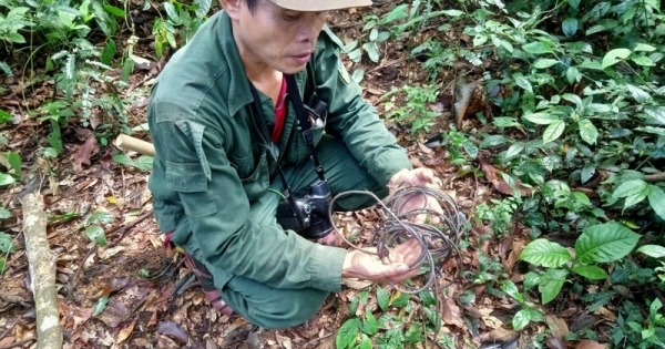 Chuyện về “lâm tặc” quay đầu để trả nợ rừng
