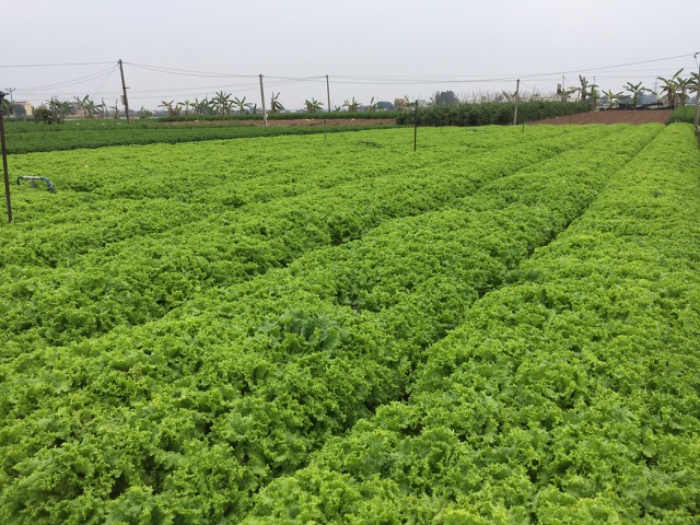 Rau xanh tại xã Cẩm Văn (Cẩm Giàng, Hải Dương) đã đến vụ thu hoạch nhưng không bán được.