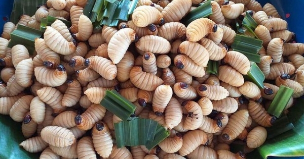 Loạt đặc sản con "nhung nhúc, béo tròn", khách vừa ăn vừa sợ