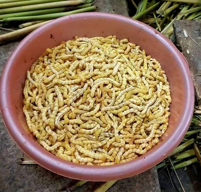 Sâu chít - loại côn trùng xuất hiện trong thân những cây chít mọc trên rừng, được xem là đặc sản ở vùng cao Tây Bắc. Loại sâu này có thể dùng để chế biến thành các món ăn có vị bùi ngậy, thơm ngon hoặc dùng ngâm trong rượu có tác dụng bổ thận tráng dương, tăng cường sinh lực cho đàn ông và làm đẹp da phụ nữ… Ảnh: Hoang Trang