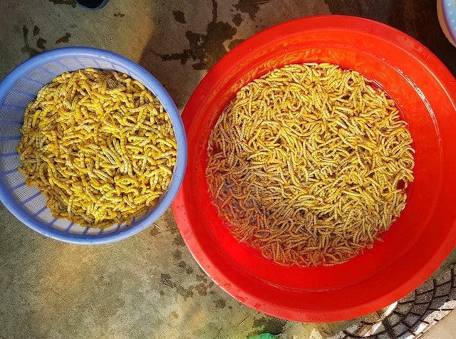 Mùa sâu chít thường kéo dài khoảng 4 tháng, từ tháng 11 năm trước đến cuối tháng 2 năm sau. Không chỉ là món ăn phổ biến của bà con vùng Tây Bắc mà sâu chít còn được vận chuyển đi nhiều nơi, thậm chí là tới các tỉnh phía Nam, trở thành đặc sản