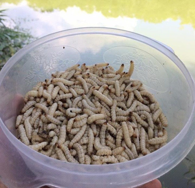 Sâu tre (hay còn gọi sâu măng) khá giống sâu chít, là loài côn trùng ký sinh trong thân cây tre (hoặc nứa) non, thường xuất hiện ở một số tỉnh vùng núi Tây Bắc như Sơn La, Điện Biên, Lai Châu hay huyện Mường Lát (Thanh Hóa). Tuy vẻ ngoài khiến nhiều người e sợ nhưng sâu tre lại là nguyên liệu làm nên nhiều món khoái khẩu