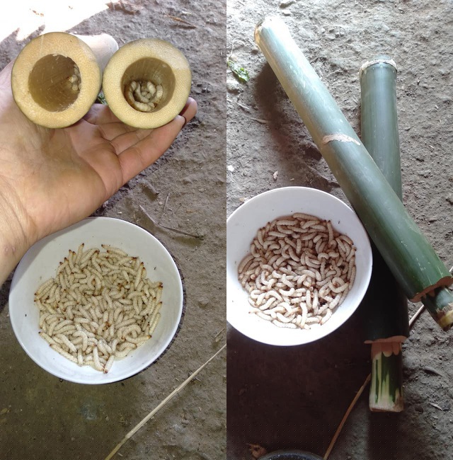 Khoảng từ tháng 9 - tháng 11 âm lịch là thời điểm sâu sinh sôi nảy nở, phát triển nhiều và béo ngậy nhất. Thời gian này, người dân địa phương thường vào rừng