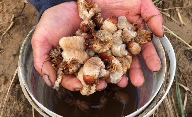 Theo người dân địa phương, sùng đất có thể là ấu trùng của bọ hung, sống ở độ sâu khoảng 20cm dưới đất, to bằng ngón tay út người lớn, có màu trắng ngà, trắng xanh hoặc vàng. Phần đầu, chân và càng của chúng có màu nâu đậm hơn, giống như cánh gián. Các đốt trên cơ thể sùng đất đều có lông tơ dạng móc câu. Ảnh: Quốc Triều