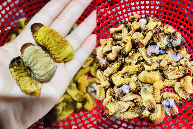 Mùa sùng đất kéo dài từ cuối tháng 9 đến cuối tháng 12 hàng năm. Thời điểm sùng sinh sôi nảy nở và ngon nhất là sau mỗi đợt lũ lớn, bãi bồi của các con sông được phủ một lớp phù sa màu mỡ. Khi ấy, người dân Quảng Ngãi đổ xô đi đào sùng bán cho các nhà hàng, quán nhậu với giá 300.000 đồng/kg. Ảnh: Hoàng Yến