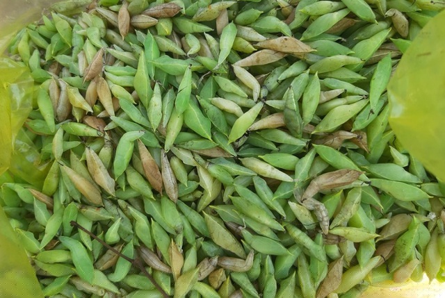 Với bà con Tây Nguyên, cây muồng là loại cây quen thuộc, thường được trồng để cây tiêu bám vào. Những loài sâu ăn lá cây này, bám đầy trên từng tán lá được người dân thu hoạch gọi là nhộng sâu muồng. Ảnh: Đặng Dương