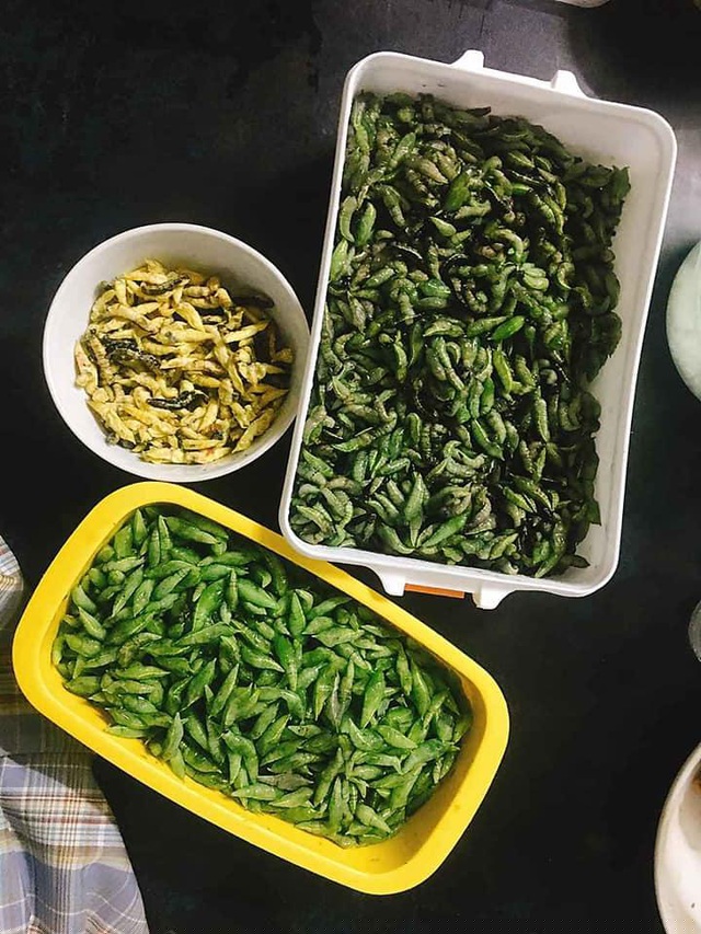 Mùa sâu muồng chỉ kéo dài trong khoảng tháng 3, tháng 4. Chờ đến khi chúng đóng kén thì bà con Tây Nguyên bắt đầu lên nương rẫy, thu hoạch sâu về chế biến thành nhiều món như sâu muồng sống (ăn với mắm ớt hoặc muối tiêu) hay sâu muồng chiên, xào, luộc,... Ảnh: Lê Thị Kiều Trinh