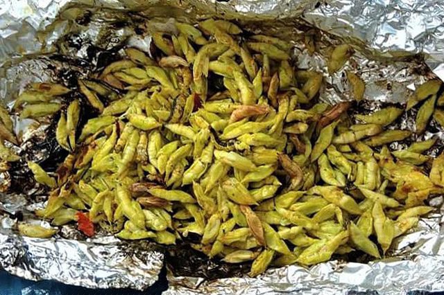 Sâu muồng có vị béo, ngọt nước, tan chảy trong miệng. Tuy nhiên, với những thực khách lần đầu thưởng thức chắc chắn không tránh khỏi cảm giác sợ hãi, rùng mình. Trước đây, chỉ người địa phương mới biết đến sâu muồng nhưng nay chúng đã được phân phối đi nhiều nơi để tiêu thụ, trở thành đặc sản