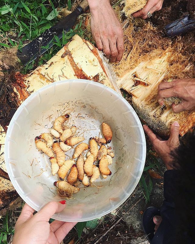 Đuông dừa (hay còn gọi là sâu dừa) là ấu trùng sống bên trong cổ hũ dừa. Sống nhờ chất dinh dưỡng từ phần ngon nhất, sạch nhất của cây dừa nên đuông dừa được cho là rất bổ dưỡng. Ảnh: @truongminhhieu1111