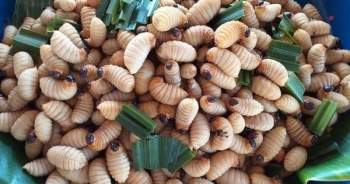 Loạt đặc sản con "nhung nhúc, béo tròn", khách vừa ăn vừa sợ